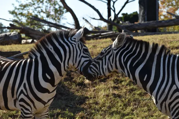 SlotsVentura Casino Support